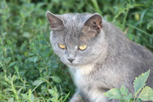 Gri bir kedi yeşil çimlerde oturur.