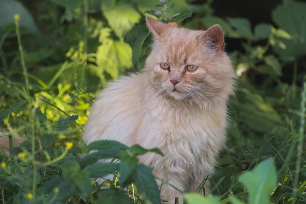 Kırmızı bir kedi yeşil çimenlerde oturur.