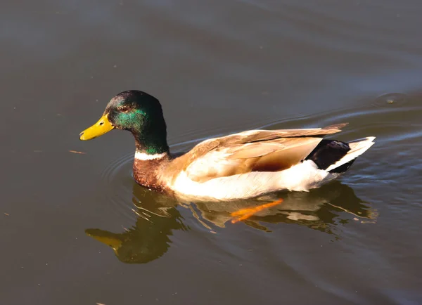 Pato Está Navegando Lago — Foto de Stock