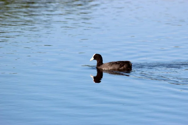 Canard Nage Dans Lac — Photo
