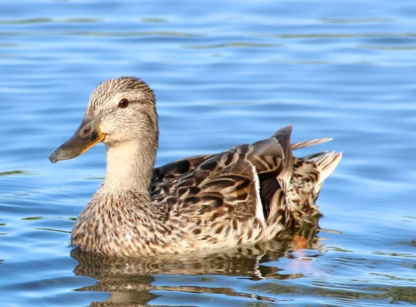 Pato Está Navegando Lago — Fotografia de Stock