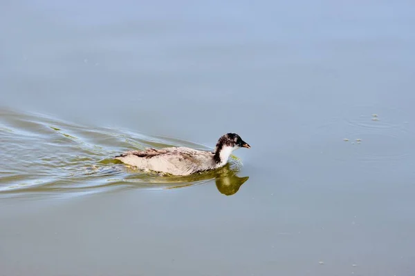 Pato Está Navegando Lago — Fotografia de Stock