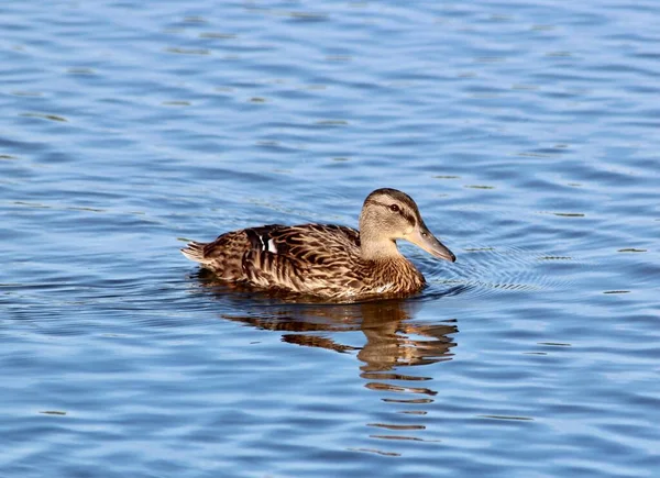 Pato Está Navegando Lago — Fotografia de Stock