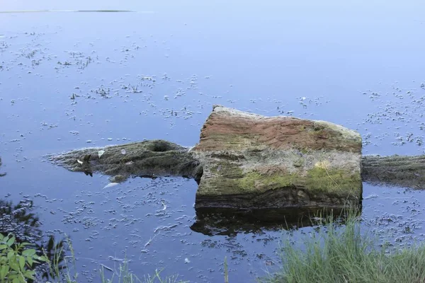 Göldeki yaşlı bir ağaç.