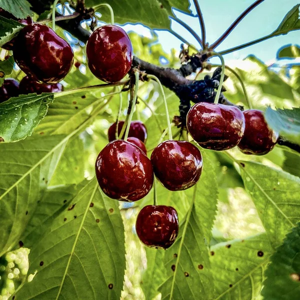 Ağaç dalında olgun kiraz