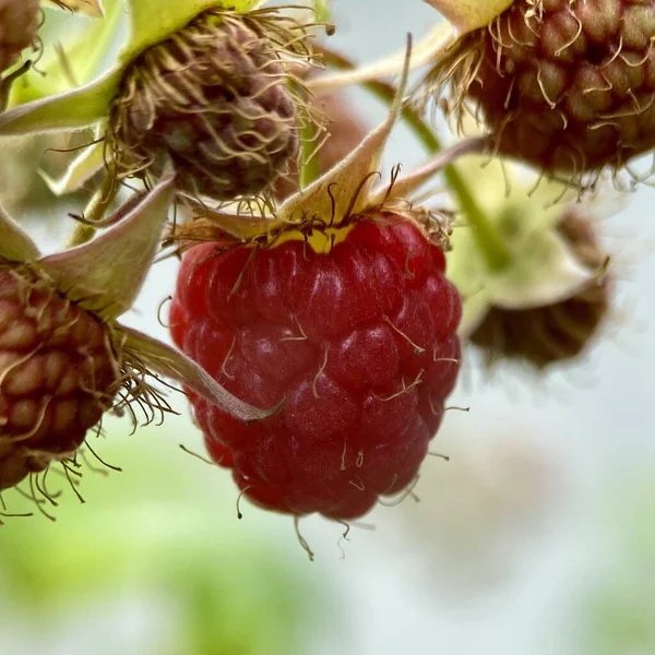 Olgun ahududular dalda