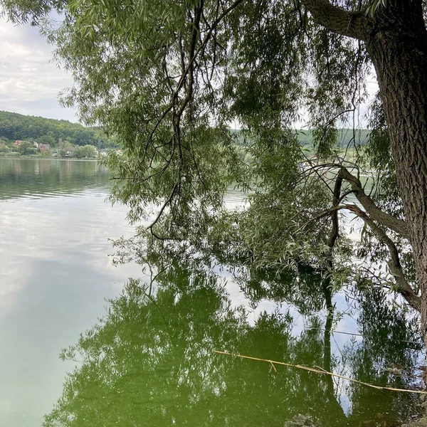 Ağaç gölün kıyısında yetişir.