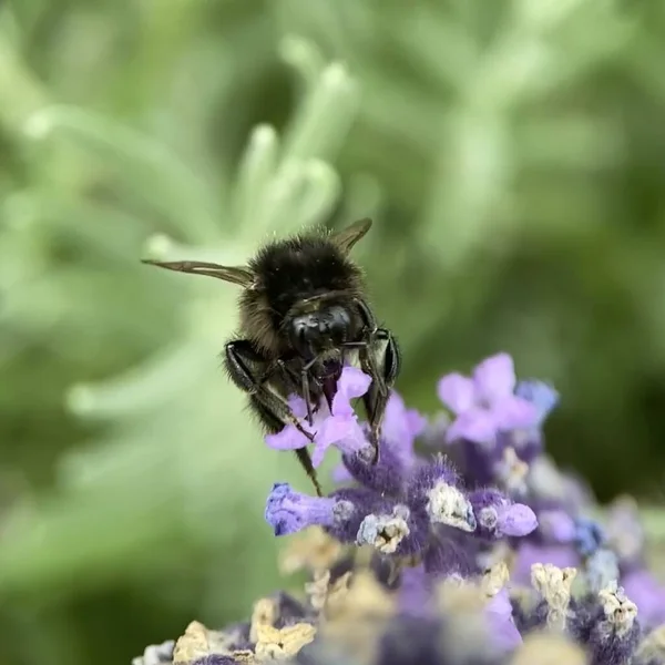 Bumblebee Recueille Pollen Sur Les Fleurs Lavande — Photo