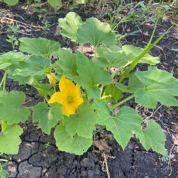 Kabak bahçedeki bir yatakta yetişiyor.