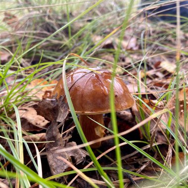 Çimenlerin ve yaprakların arasında mantar (Suillus luteus)