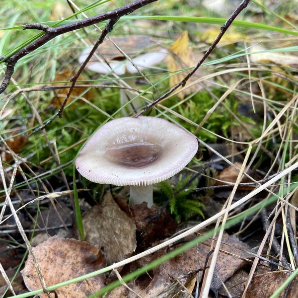 Sonbahar ormanında mantar (Russula emtica)