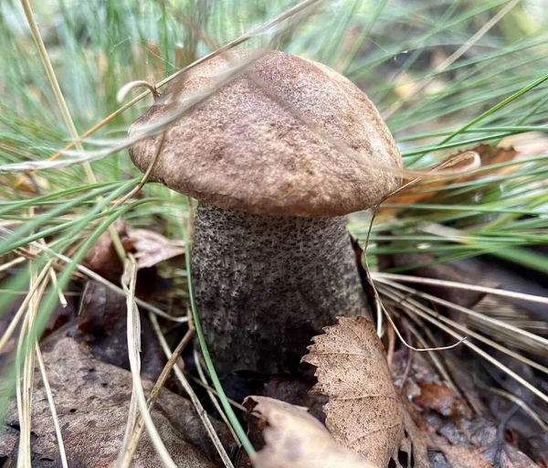 Houba Leccinum Podzimním Lese — Stock fotografie