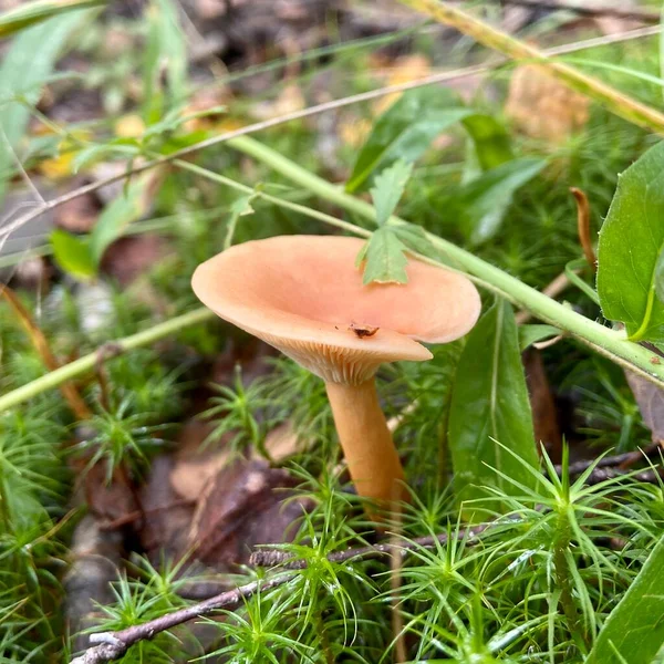 Ormandaki yosunların arasındaki balinalar