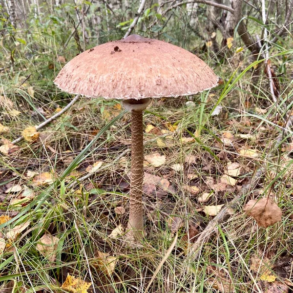 Houbový Deštník Macrolepiota Podzimním Lese — Stock fotografie