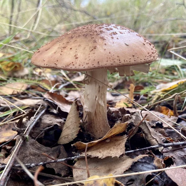 Sonbahar ormanında büyük bir mantar.