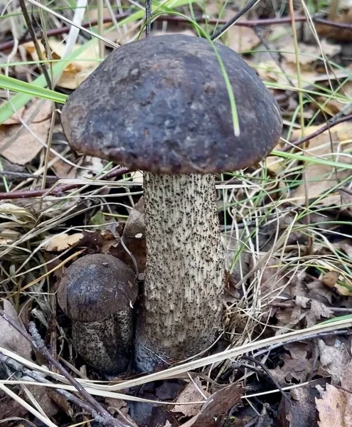 Sonbahar ormandaki yenilebilir mantar