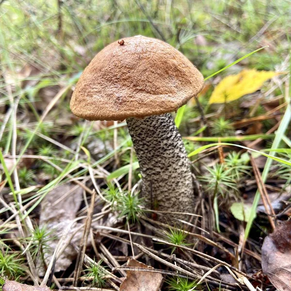 Cogumelo Comestível Floresta Outono — Fotografia de Stock