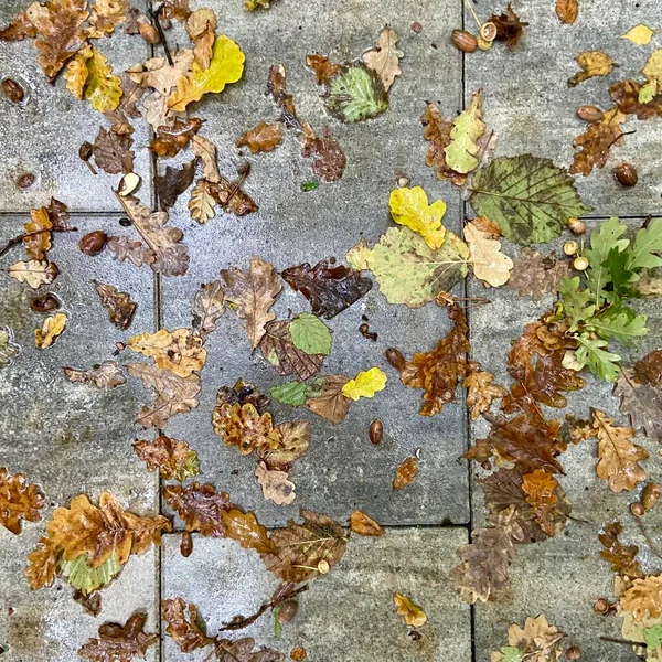 Umgestürzte Blätter Und Eicheln Auf Steinplatten lizenzfreie Stockbilder