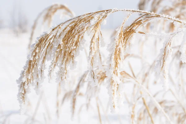 Сушені вуха кукурудзи на морозі — стокове фото