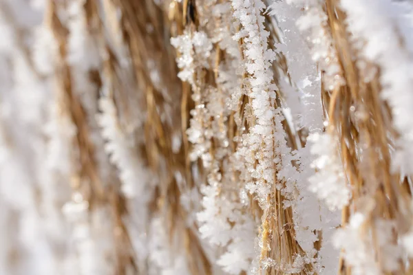 Сушеные колосья кукурузы в мороз — стоковое фото