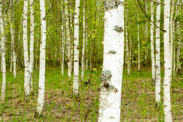 Bosque de abedul joven — Foto de Stock