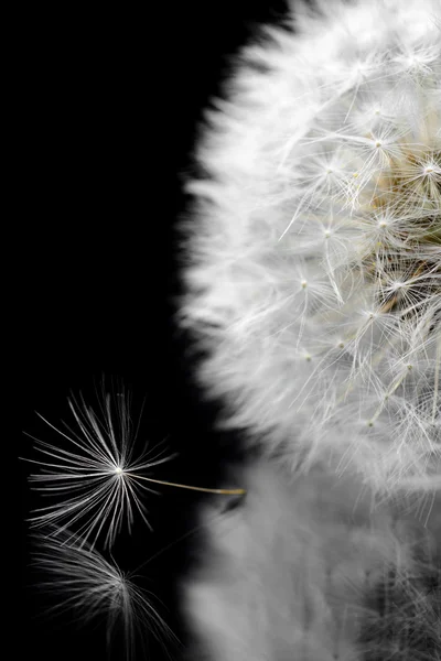 Diente de león sobre fondo negro —  Fotos de Stock