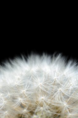 Dandelion seeds closeup