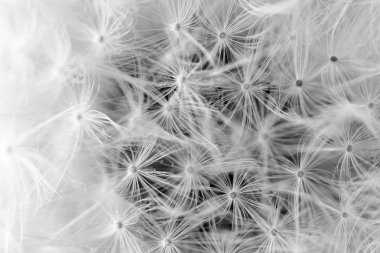 Dandelion seeds closeup