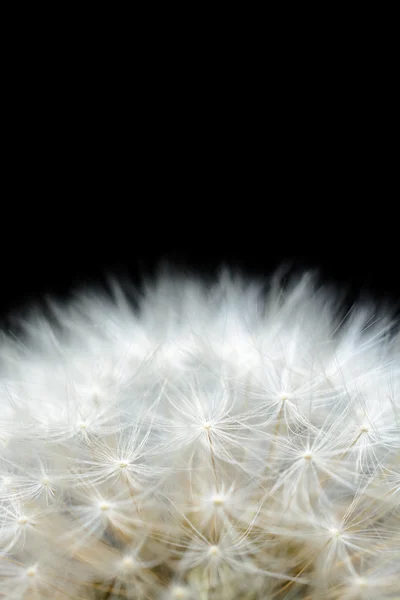 Dandelion seeds closeup