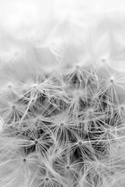 Dandelion seeds closeup — ストック写真