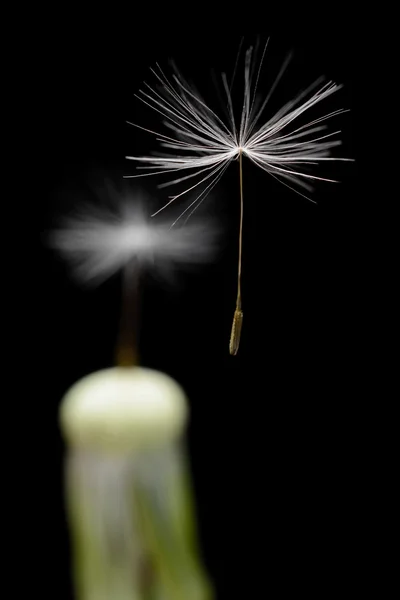 Dandelion seeds closeup — Stock Photo, Image