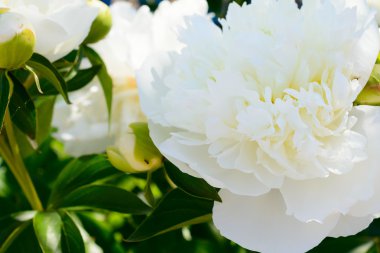 Şakayık bud bahçede çiçek