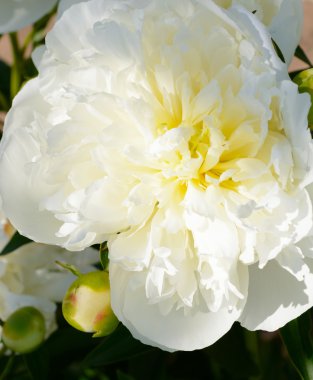 Şakayık bud bahçede çiçek