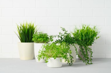 Saksıda çeşitli ev bitkilerinin toplanması. Beyaz tuğla duvara karşı gri masada saksı bitkileri