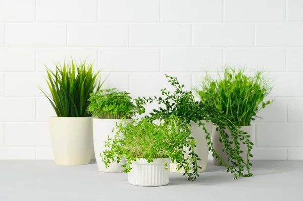 Collecte de diverses plantes d'intérieur dans des pots. Plantes en pot sur une table grise contre un mur de briques blanches — Photo