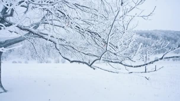 Telecamera Muove Tra Gli Alberi Innevati Della Foresta Rami Albero — Video Stock