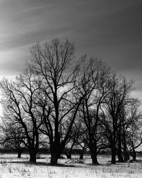 Silueta Bez Listí Větve Strom Pozadí Oblohy Zimní Den Černobílá — Stock fotografie