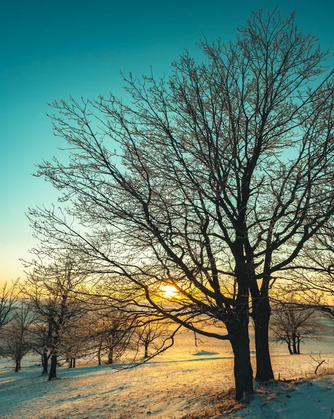 Zimní Krajina Siluety Stromy Hoarfrost Pozadí Západu Slunce — Stock fotografie