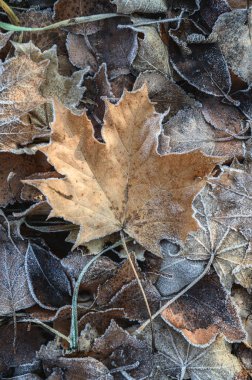 Donmuş Akçaağaç Yaprağı. Buzla kaplı sonbahar yaprakları - desenli arkaplan