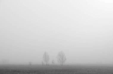 Sisin içindeki ağaçlar bir tarlanın arkasında. Minimum bileşim, monokrom görüntü. Metin için yer