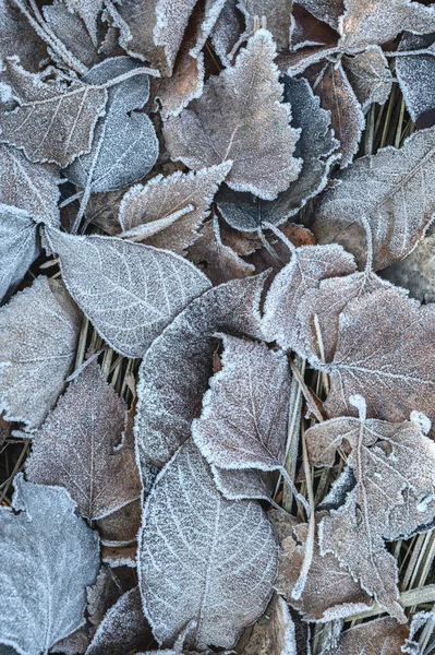 秋の朝の間に地面に乾燥した凍結した葉のクローズアップ 秋の葉は霜で覆われています テクスチャ背景 — ストック写真
