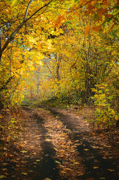 Forest trail with in colorful autumn woods with rays of warm sunlight. Hiking path in fall forest