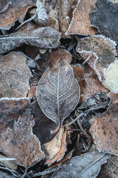 Primer plano de las hojas secas congeladas en el suelo durante el otoño por la mañana. Hojas de otoño cubiertas de escarcha - fondo texturizado — Foto de Stock