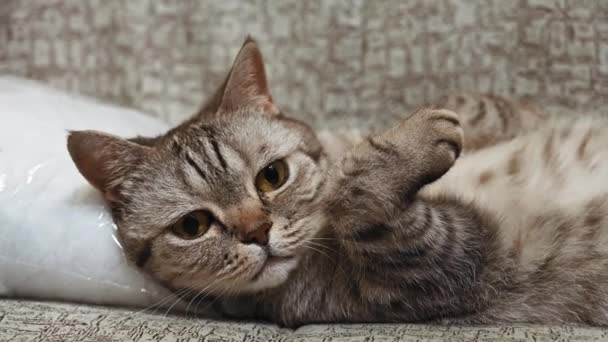 Retrato de close-up de um jovem gato escocês. Gato deita-se de costas no sofá. — Vídeo de Stock