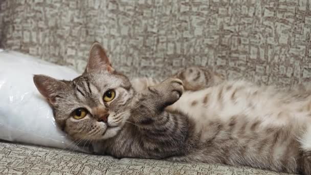 Retrato de cerca de un joven gato hetero escocés. gato se encuentra en su espalda en sofá. — Vídeos de Stock