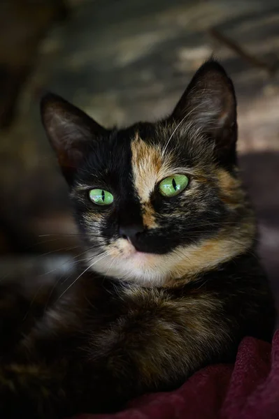 Portrait rapproché d'un chat aux yeux verts inhabituel. — Photo