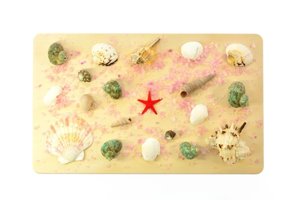 Sea shells on a wooden board — Stock Photo, Image