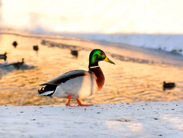 Wild duck standing on the shore of pond — Stock Photo, Image