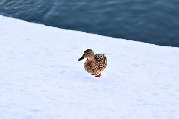 Gray duck walking on snow — Stock Photo, Image