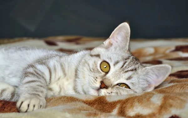 Порода табби-кошек — стоковое фото